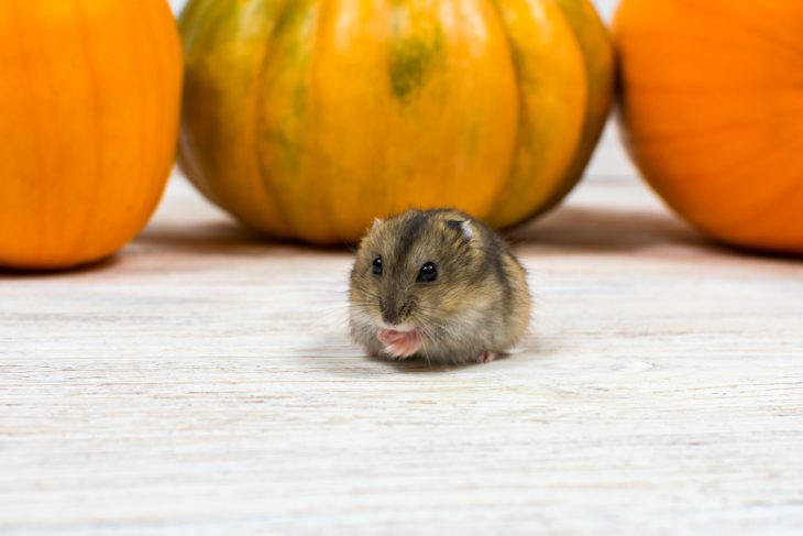 hamster about to move house
