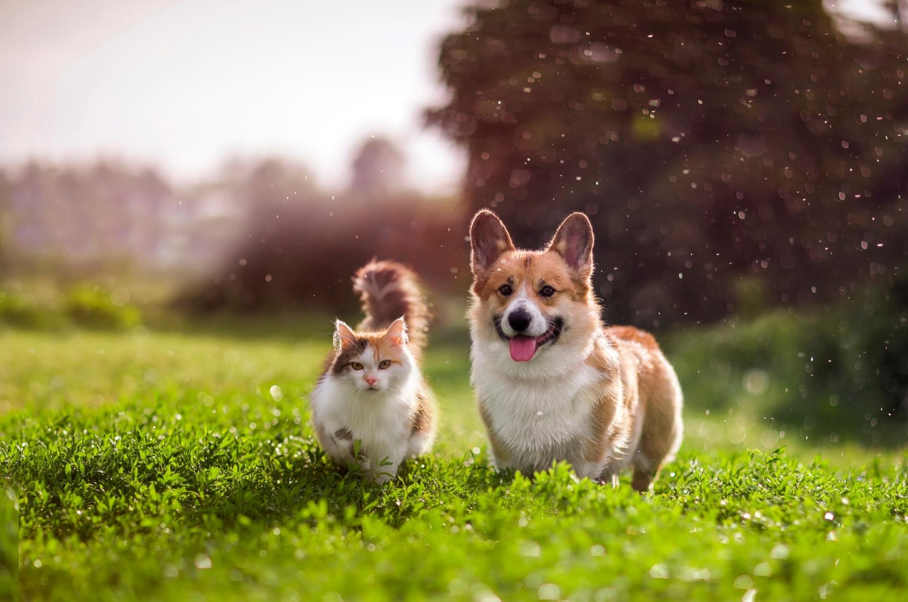 cat and dog on grass